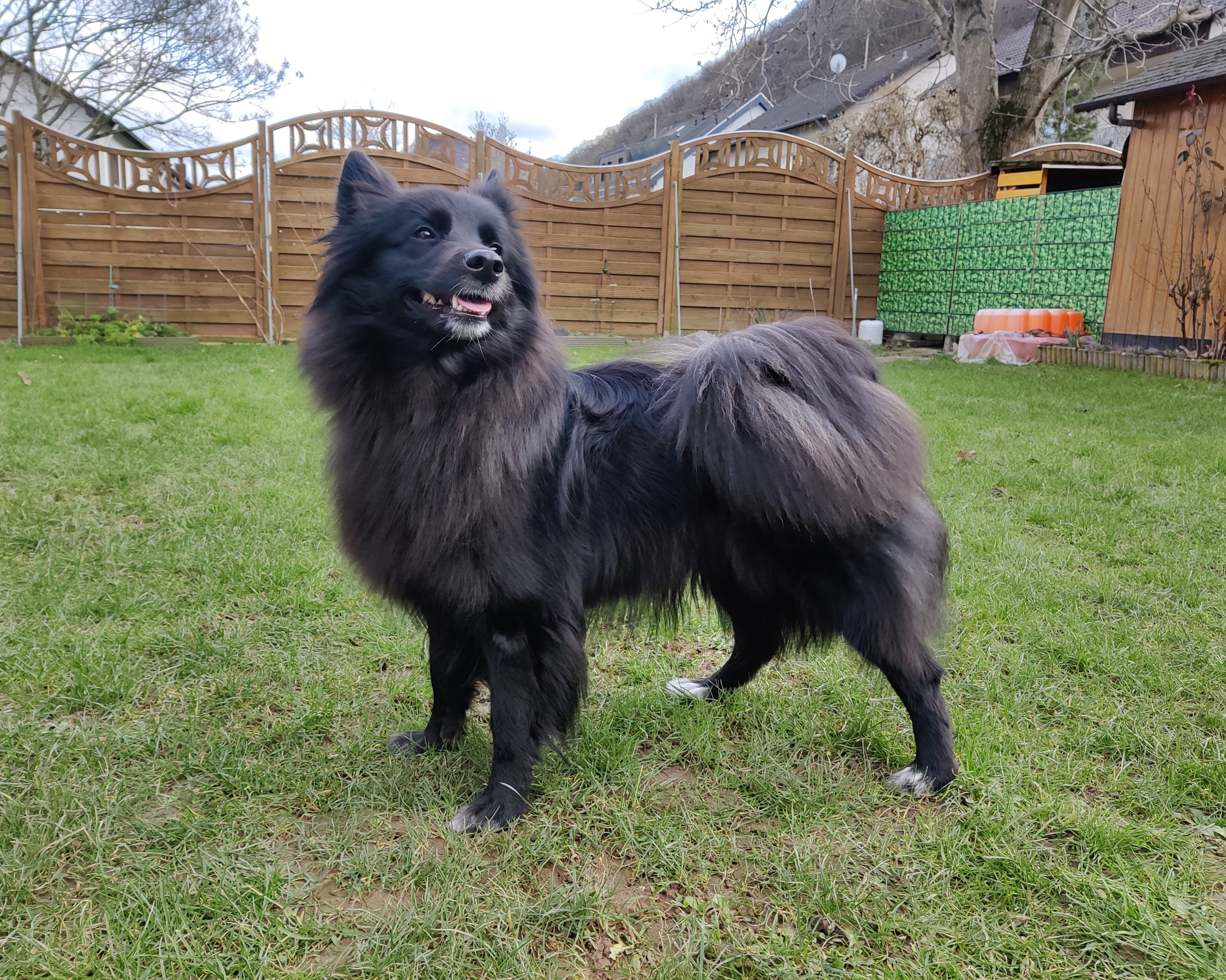 Coaly steht im Garten